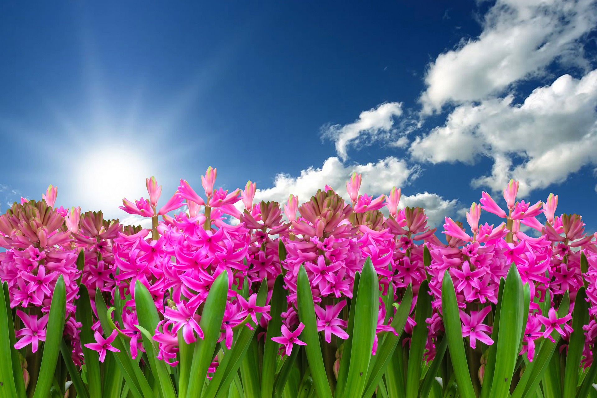 Beautiful landscaped garden
