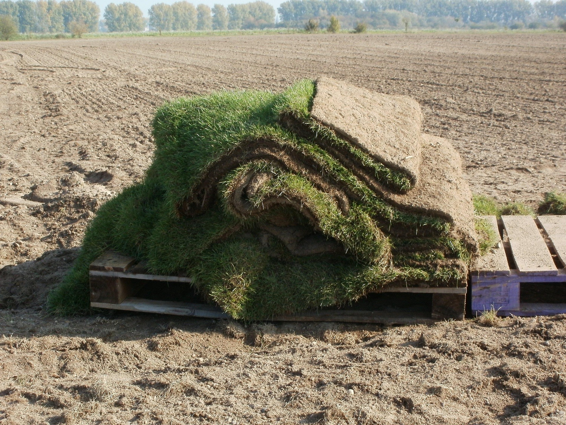 Fresh sod installation